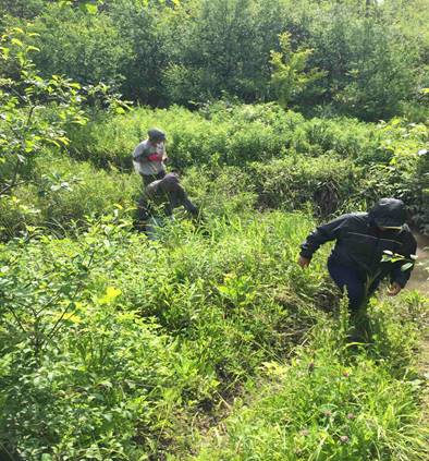 A couple of dogs in a grassy area with trees in the background

Description automatically generated with low confidence
